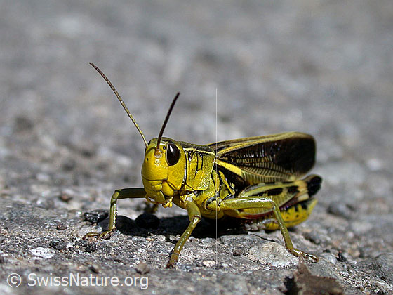 Foto: Grosse Höckerschrecke (Arcyptera fusca), Männchen , Ansicht von vorne.
Lat.: Arcyptera fusca
Familie: Acrididae (Feldheuschrecken)
Unterfamilie: Gomphocerinae (Grashüpfer)