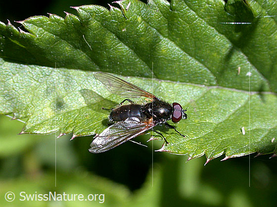Foto: Wahrscheinlich Gelbflügel-Erzschwebfliege (Cheilosia impressa). Länge 6 - 8mm. Männchen. Ansicht von schräg oben.
