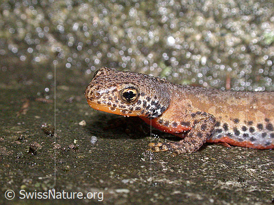 Photo: Ichthyosaura alpestris. Kopf. View from the side.