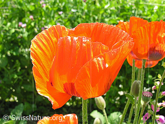 Foto: Schlaf-Mohn
Lat.: Papaver somniferum
Familie: Papaveraceae