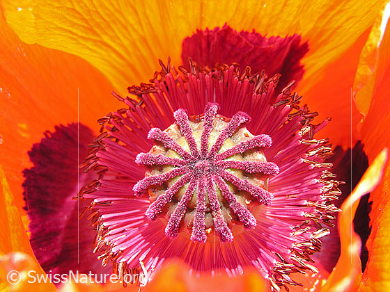 Foto: Schlaf-Mohn, Blüte und Stempel
Lat.: Papaver somniferum
Familie: Papaveraceae