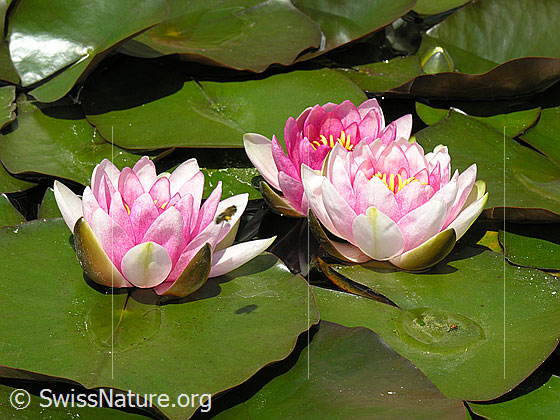 Foto: Hybrid-Seerosen
Lat.: Nymphaea Hybrid
Familie: Nymphaeaceae
