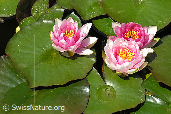 Foto: Hybrid-Seerose
Lat.: Nymphaea Hybrid
Familie: Nymphaeaceae