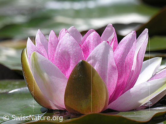 Foto: Blüte der Seerose
Hybrid-Seerose
Lat.: Nymphaea Hybrid
Familie: Nymphaeaceae