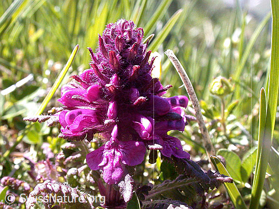 Foto: Quirlblättriges Läusekraut
Lat.: Pedicularis verticillata
Familie: Orobanchaceae (Sommerwurzgewächse)