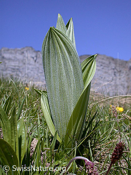 Foto: Gewöhnlicher Germer, Blätter
Lat.: Veratrum lobelianum
Familie: Liliaceae