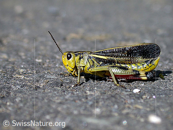 Foto: Grosse Höckerschrecke (Arcyptera fusca), Männchen, Ansicht von der Seite.
Lat.: Arcyptera fusca
Familie: Acrididae (Feldheuschrecken)
Unterfamilie: Gomphocerinae (Grashüpfer)
