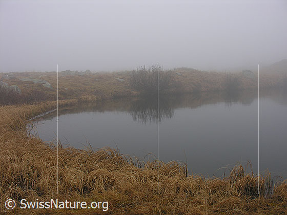 Foto: Halsesee im Herbst mit dichtem Nebel, schwacher Spiegelung des Ufers im See und herbstlich gefärbtem Gras.