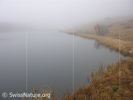 Foto: Halsesee im Herbst mit dichtem Nebel, schwacher Spiegelung des Ufers im See und herbstlich gefärbtem Gras.
