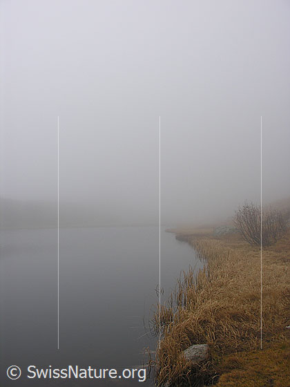 Foto: Halsesee im Herbst bei dichtem Nebel und mit herbstlich gefärbtem Gras am Ufer.