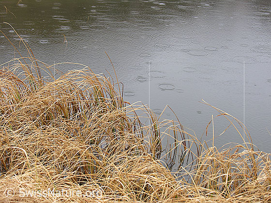 Foto: Herbstlich gefärbtes Gras am Ufer des Halsesees bei trübem Wetter und Regen.