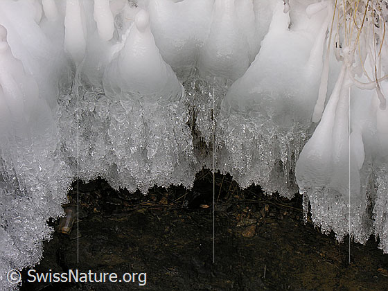 Foto: Natürliches Kunstwerk aus Eis (Eisbirnen) am Ufer eines Bergbaches. An den gefrorenen Grashalmen haben sich glitzernde Glocken gebildet.