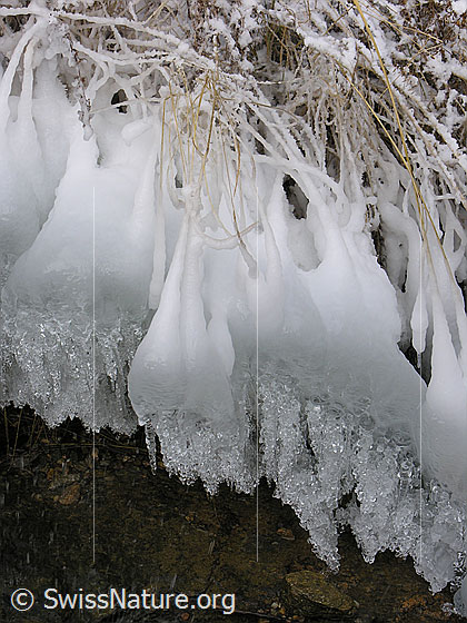 Foto: Natürliches Kunstwerk aus Eis am Ufer eines Bergbaches. An den gefrorenen Grashalmen haben sich glitzernde Glocken gebildet.