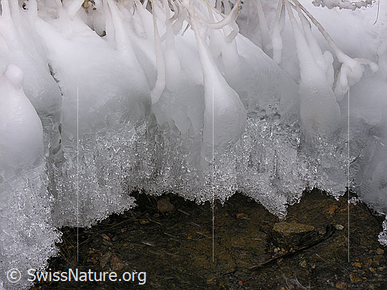 Foto: Natürliches Kunstwerk aus Eis am Ufer eines Bergbaches. An den gefrorenen Grashalmen haben sich glitzernde Glocken gebildet.