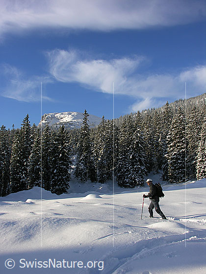 Foto: Schneeschuhläufer unterwegs in schneebedeckter Winterlandschaft unterhalb der Schrattenfluh. Blick über verschneite Tannen eines Bergwaldes zum Gipfel des Böli. Darüber Schleierwolken.