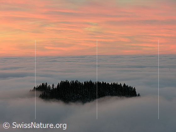 Foto: Abendstimmung mit Abendrot und umfassendem Nebelmeer auf dem Rämisgummen, Eggiwil. Ein kleiner Wald ragt aus dem Nebel.