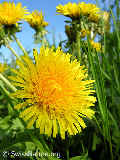 Foto: Gebräuchlicher Löwenzahn, Blüte
Lat.: Taraxacum officinale
Familie: Asteraceae