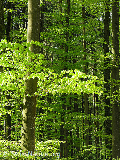 Foto: Frühlingstag im Buchenwald. Das zarte, hellgrüne Laub leuchtet im Gegenlicht.