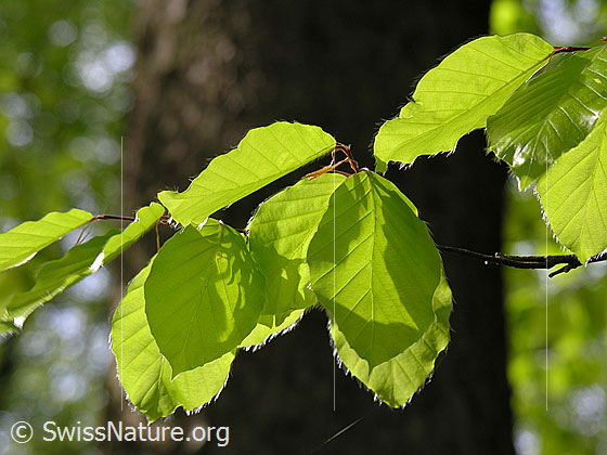 Foto: Frühlingstag im Buchenwald. Zartes Buchenlaub im Sonnenlicht.