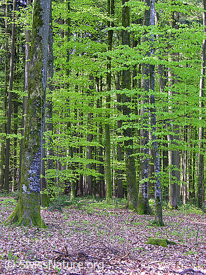Foto: Frühlingstag im Buchenwald. Die Blätter der Buchen sind noch hellgrün und bilden einen schönen Kontrast zu den Baumstämmen und dem Waldboden, welcher noch mit letztjährigem Laub bedeckt ist.