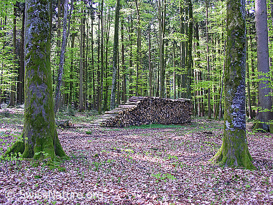 Foto: Blick zwischen zwei mit Moos bewachsenen Baumstämmen auf einen Stapel Brennholz. Die jungen Blätter der Buchen sind noch hellgrün und bilden einen schönen Kontrast zu den Stämmen und dem Waldboden. Der Boden ist noch mit letztjährigem Laub bedeckt.