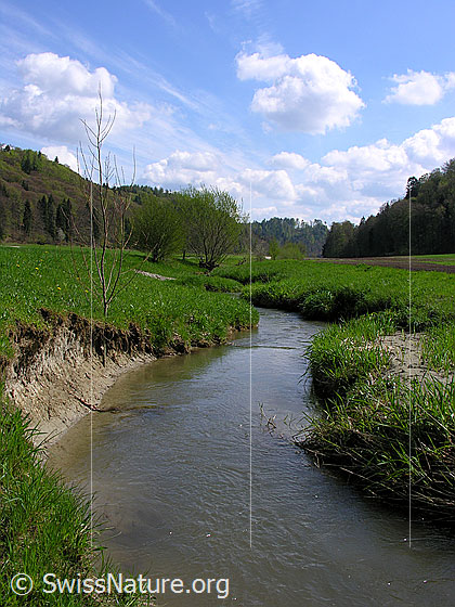 Foto: Bach mit grasbewachsenem Ufer und Spuren der Erosion.