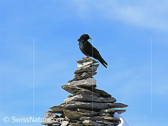 Foto: Alpendohle (Pyrrhocorax graculus) auf Steinmann.
Lat.: Pyrrhocorax graculus
Ordnung: Passeriformes (Sperlingsvögel)
Unterordnung: Passeri (Singvögel)
Familie: Corvidae (Rabenvögel)
Gattung: Pyrrhocorax (Bergkrähen)