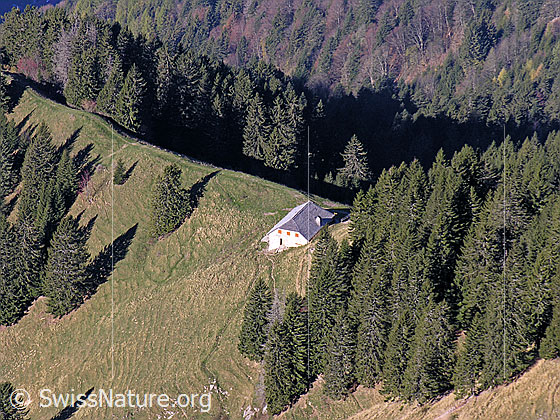 Foto: Blick vom Rochers de Naye auf Alphütte an einer Gratkante umgeben von steilem Weideland und Wald.