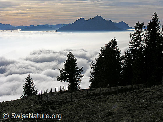 Foto: Blick zwischen Tannen auf Rigi Staffelhöhe über ein kompaktes Nebelmeer zum Pilatus.