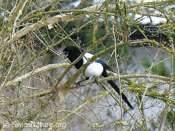 Magpie (Pica pica)