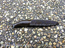 Photo: Rote Wegschnecke oder Schwarze Wegschnecke