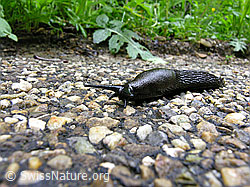 Photo: Wegschnecke am Strassenrand