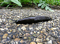 Photo: Rote Wegschnecke oder Schwarze Wegschnecke