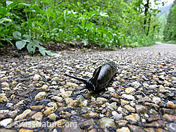 Photo: Schnecke auf Nebenstrasse