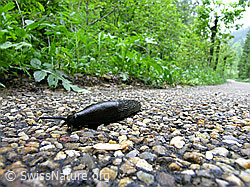 Photo: Wegschnecke auf Strasse