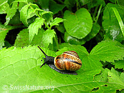 Foto: Gefleckte Schnirkelschnecke (Arianta arbustorum)