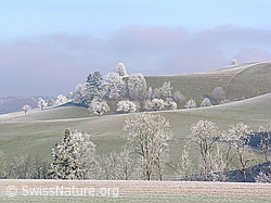 C034082: Bäume in Hügellandschaft mit Raureif