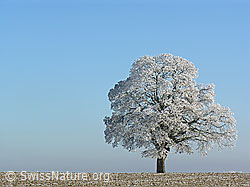 C034131: Baum mit Raureif