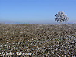 C034137: Ackerland und Baum mit Raureif