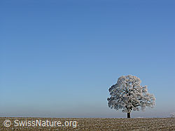C034140: Einzelbaum in Raureiflandschaft