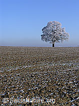 C034141: Acker und Baum