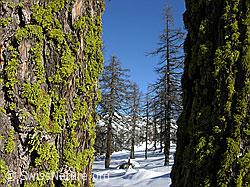 C034636: Baumstämme und Flechten