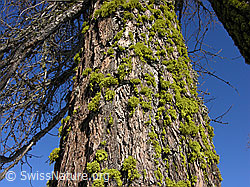 C034637: Baumstamm mit Flechte