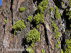 C034639: Flechten an Baumstamm
