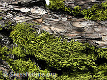 C034647: Flechten an Lärchenstamm