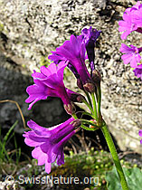 Foto: Breitblättrige Primel (Primula latifolia)
