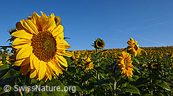 C043749: Sonnenblumen in einem Feld
