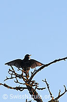Foto: Star (Sturnus vulgaris) beim Balzen