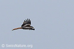 C048087: Fliegender Rotmilan (Milvus milvus)