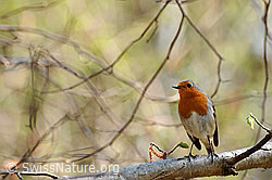 Photo: Rotkehlchen auf einem Zweig